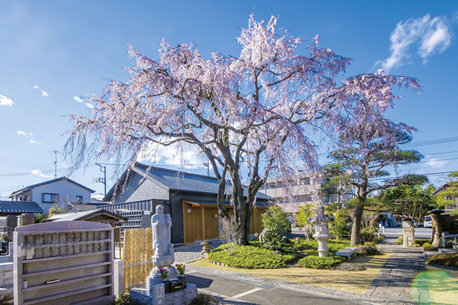 廣済寺境内の枝垂桜