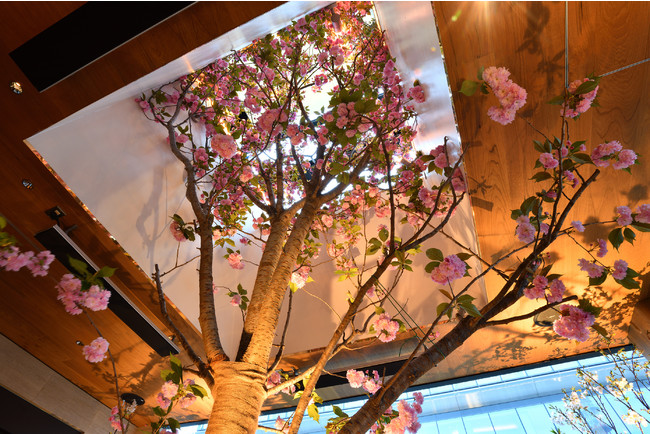 店舗前に植栽された、樹高10mの八重桜（2020年4月撮影）