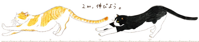 2mの「のびねこ」