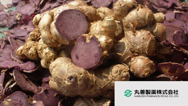 ブラックジンジャーの根茎 ブラックジンジャーの根茎