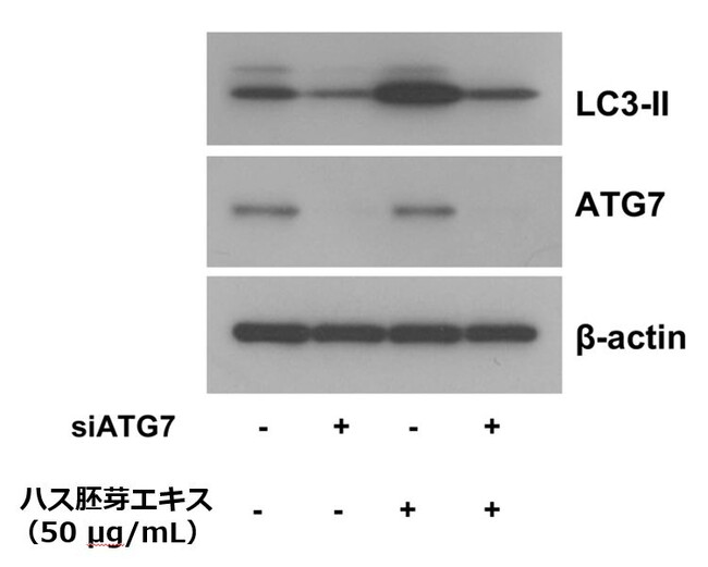 図3：ハス胚芽エキスはオートファジーマーカーLC3-II（隔離膜タンパク質）の発現を誘導しました。この作用はオートファジーシグナルタンパクATG7の排除により低下したことから、ハス胚芽エキスはオートファジー誘導作用を示したと考えられました。