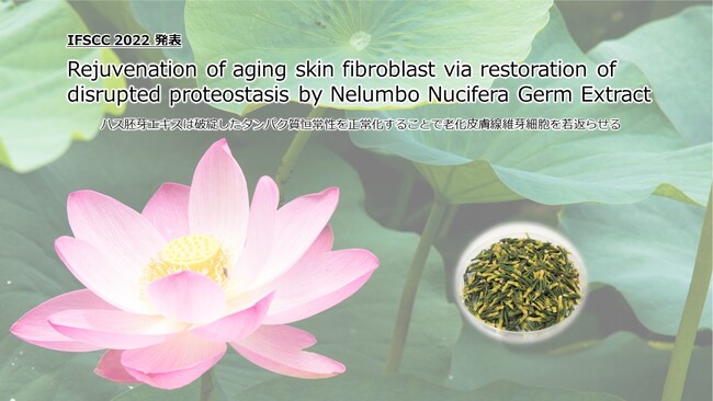 グリメピリダ胚芽製薬のリーフレット