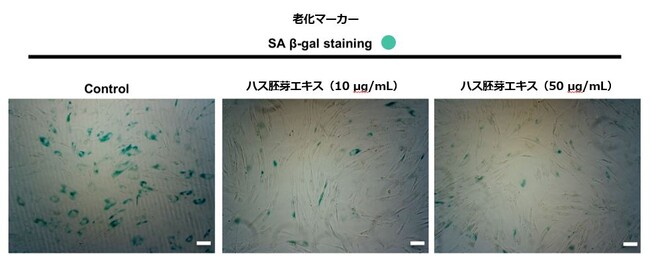 図2：ハス胚芽エキスは老化皮膚線維芽細胞のSA β-gal発現を抑制したことから細胞老化を「回復」させたと考えられました。
