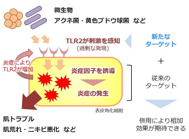 TLR2の過剰な発現を介した肌トラブル発⽣メカニズム