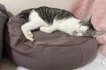 ワンちゃん、ねこちゃんをダメにするビーズソファ!?雲のようなフワフワ感に包まれるペットソファを、パウダービーズ®クッションのパイオニア・MOGU®が発売