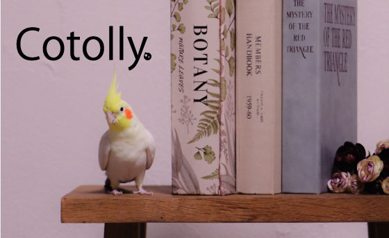 Cotolly