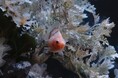 まるで雪化粧をした白い金魚、ミルク玉サバ が泳ぐ冬の企画展「雪花(せっか)」がお台場アクアリウムにて本日より開催!