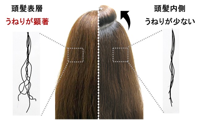 図1．頭髪表面と内側でのうねりの比較