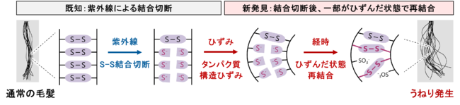 図5．紫外線およびひずみの影響で、うねりが発生するメカニズムのイメージ図