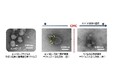 界面活性剤「塩化ベンザルコニウム」のウイルス不活化メカニズムを解明