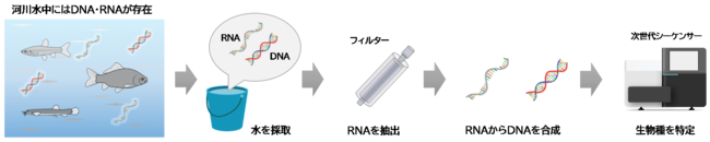 図1．環境RNAを用いた生態調査のフロー