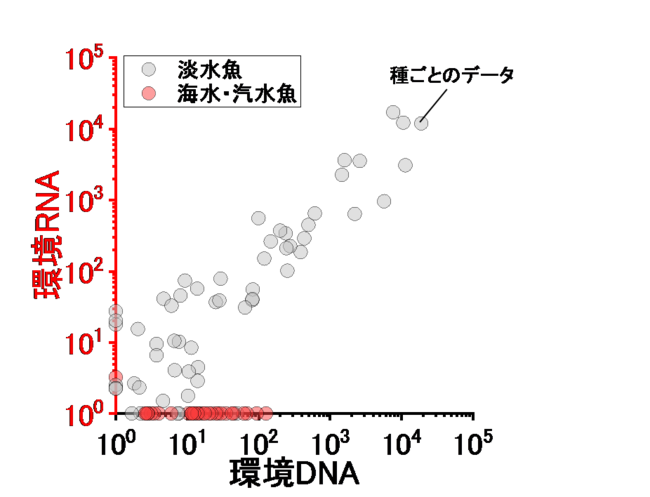 図3. 環境DNA・RNAの量 (リード数)の相関図 海水魚は生息環境でないため誤検出と考えられる。
