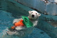 動物とっておき話#110周年SP「ホネからわかるホッキョクグマのひみつ──動物を“かたち”で学ぶ」開催のお知らせ