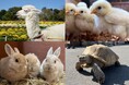 【アトレ亀戸×東武動物公園×ビオレ】アトレ亀戸の屋上にて「ふれあい動物園」とビオレUV「ビオレ太陽の教室」謎解きイベントを5/5(月・祝)開催!