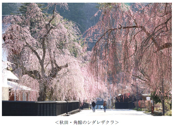 ヤマザクラやカワヅザクラ そして日本三大桜の知名度は 阪急交通社が桜の木やお花見に関する調査結果を公開 株式会社 阪急交通社のプレスリリース