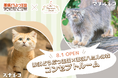 「那須どうぶつ王国×那須ハミルの森」スナネコ＆マヌルネコのコンセプトルームが本日オープン！