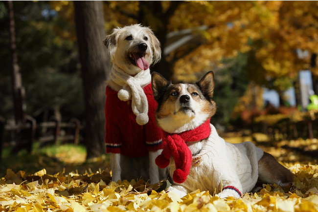 人が着たい 犬ニットブランド Dog Daikanyama がアランセーター マフラーのニットコレクションを展開 株式会社 華のプレスリリース