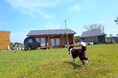 The CLIFF CAMP&BBQ 2周年記念、新プラン登場!!オーシャンフロント プライベートドッグラン付きグランピングコテージ・サンセットバンガロー豪華パッケージプラン