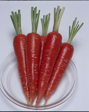 ニンジン【京くれない】　タキイ種苗の機能性野菜『ファイトリッチシリーズ』。トマトの約2倍のリコピンを含むとともにカロテンも豊富に含んでいる。