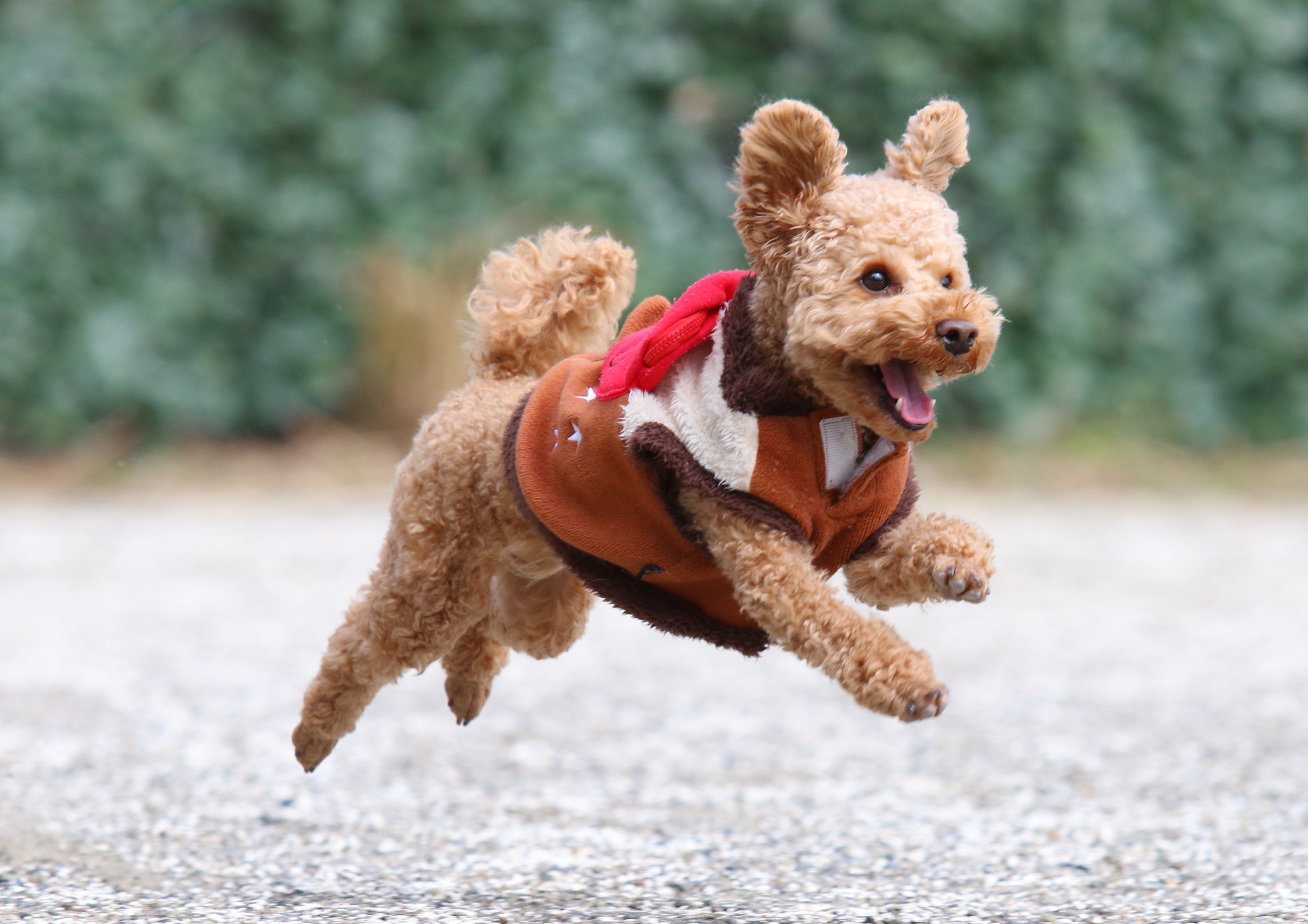 愛犬愛猫の 肝臓 関節 脳 の悩みにダイレクトに届く 大好評のサミーふりかけサプリ シリーズ第二弾 サミーミート 21年2月発売決定 たからもののプレスリリース