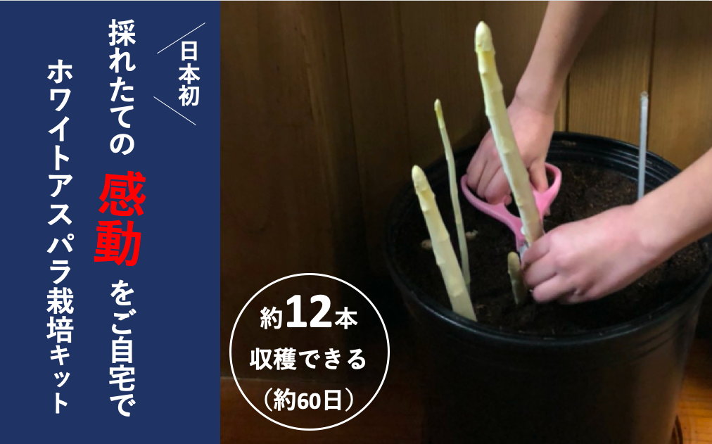 日本初 都内どこでも育てられるホワイトアスパラ栽培キットを春の2月8日発売予約受付開始 株式会社馬場園芸のプレスリリース