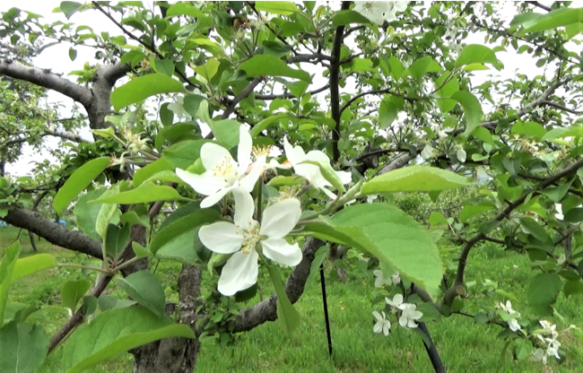 木村リンゴ園のリンゴの花