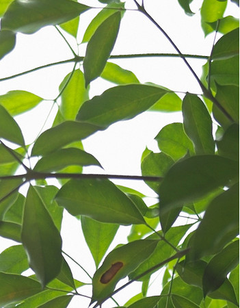 TTArtisan APO-M 35mm f2 ASPH