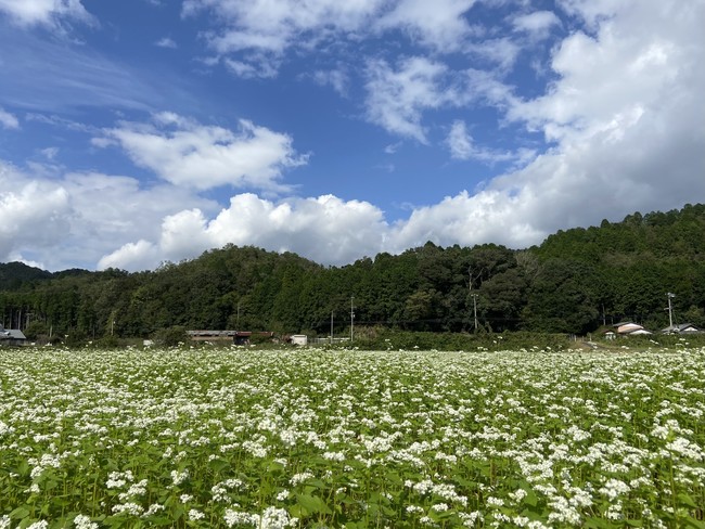 京都丹波のそば畑