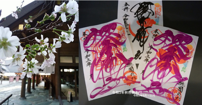 櫻木神社の十月桜と御朱印（イメージ）