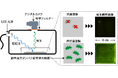 塗膜の抗菌効果を可視化する評価系を開発