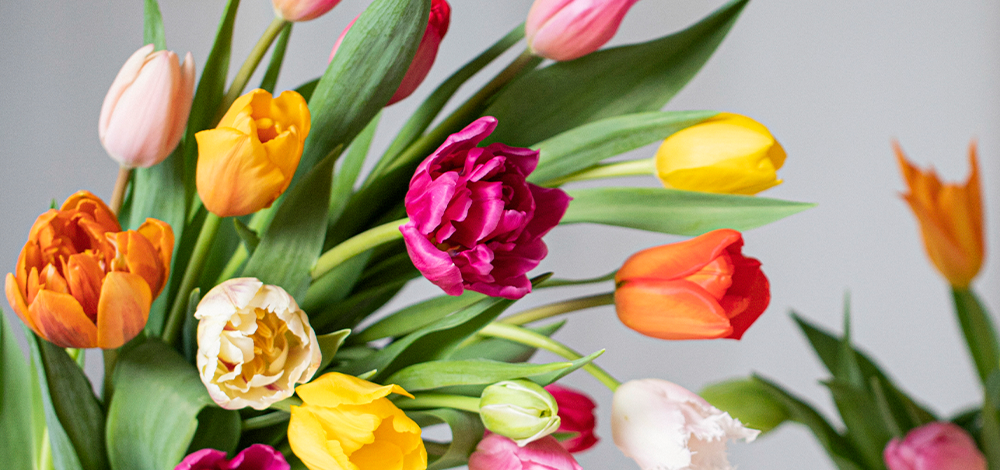 青山チューリップ祭り 約100種のチューリップ 球根付きの親指サイズのチューリップ の原種から 新品種まで勢ぞろい 株式会社パーク コーポレーションのプレスリリース