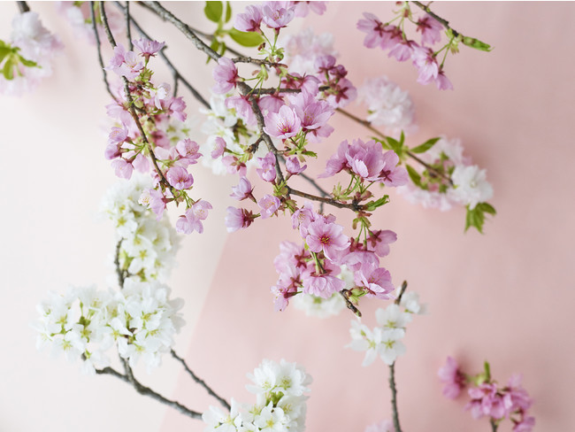 青山フラワーマーケット 自宅のリビングで桜を飾ってお花見を 蕾から満開まで 花咲く様子を楽しもう 株式会社パーク コーポレーションのプレスリリース