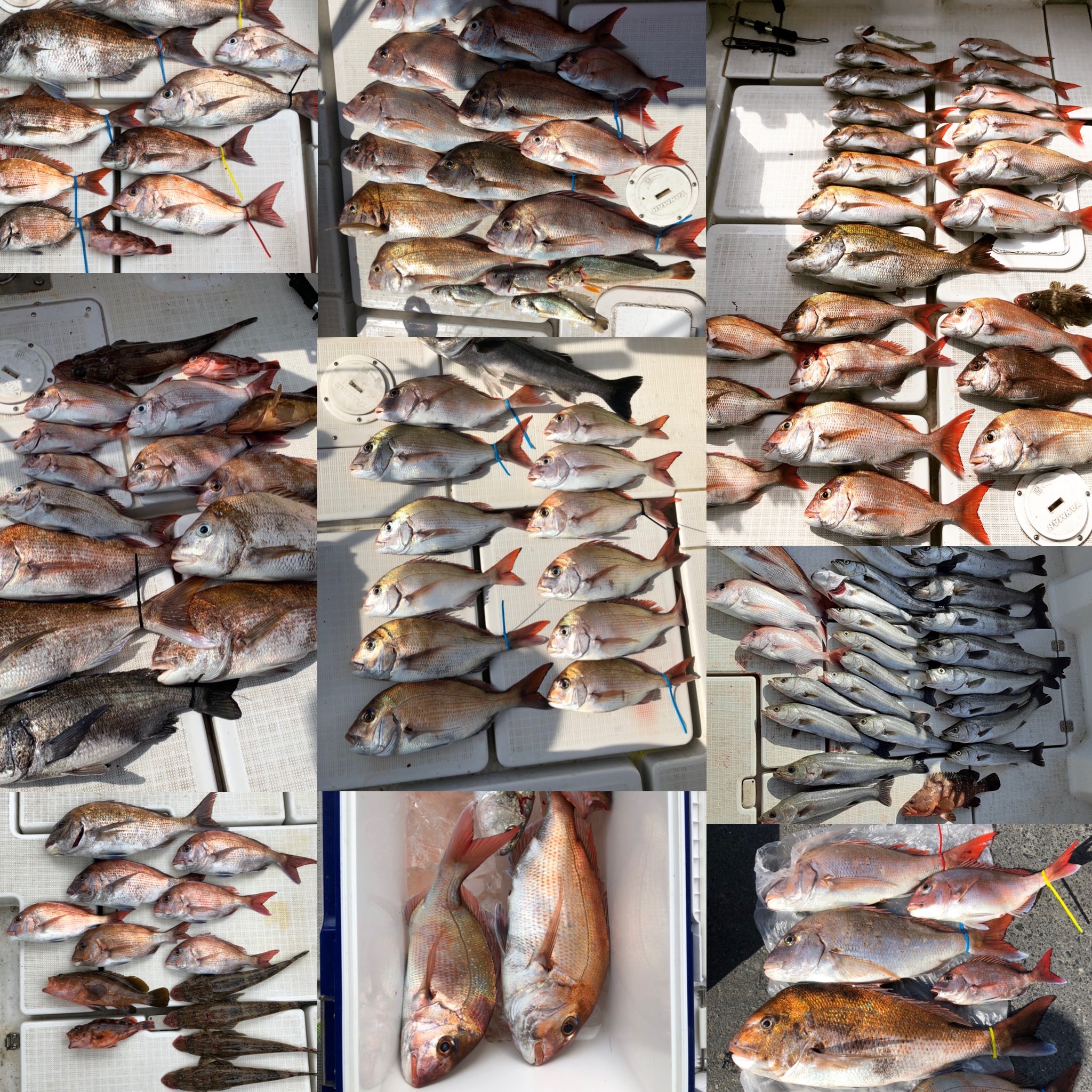 一つテンヤ真鯛ハイシーズン突入キャンペーン Gransea 株式会社のプレスリリース