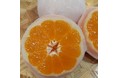 福島県広野町の魅力発信！！広野町のみかんを使用したスイーツも開発！【福島県立ふたば未来学園中学校・高等学校、株式会社マルト】