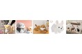 犬ぬいぐるみ専門通販サイト「もふもふドッグ」がサービスを正式リリースしました!