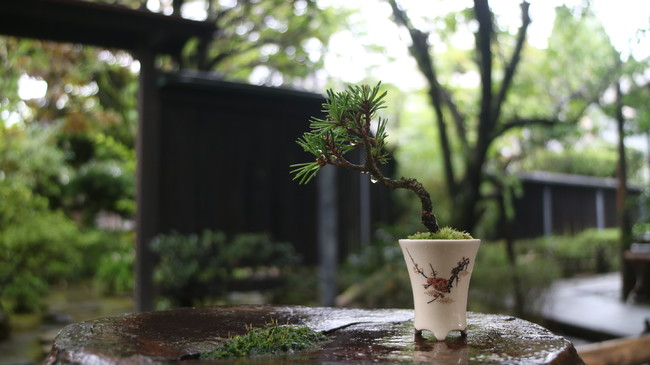 究極の名品　誠勲堂　金襴手　薩摩写し　盆器　花盆　盆栽鉢