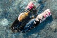 【SNS総再生1,200万回超】海の静寂が育む“海中熟成醤油”が今年で4年目！2026年9月1日より255本限定で発売決定｜和歌山・湯浅醤油