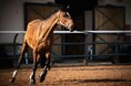 ADRセラピューティクス、日本を代表する生産牧場「ノーザンファーム」と競走馬の繁殖障害（PMIE）改善に向けた「Neocella」の共同研究を開始