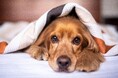 ADRセラピューティクス、株式会社メディカル・アーク「Neocella」を用いたイヌの関節疾患・炎症性疾患に対する共同研究を開始
