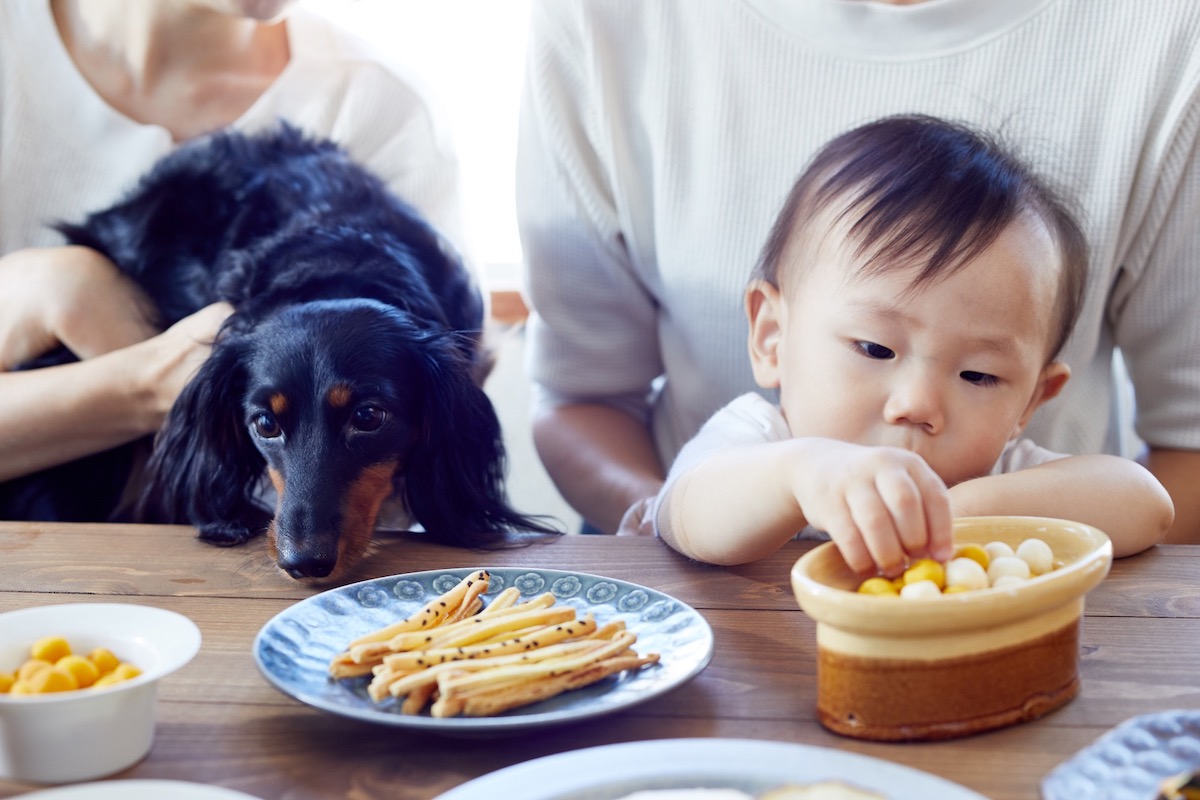 ヒトとワンコが毎日いっしょに食べられるおやつを提供するワンズデイリー 春限定の無添加クッキーを販売開始 株式会社ワンズデイリーのプレスリリース