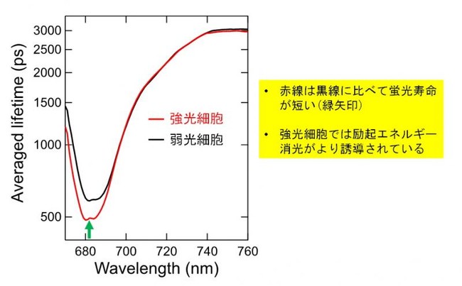 強光照射されたユーグレナ細胞の平均蛍光寿命