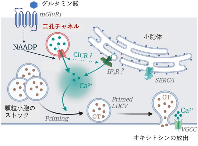図１. 二孔チャネルが細胞内のCa2+濃度を上昇させることにより、オキシトシンの開口分泌、特にプライミング（顆粒小胞が細胞膜へ近づく）を誘導し、細胞外への放出を促す