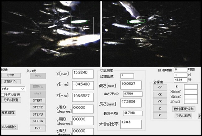 夜間の飼育池中を泳ぐサケの稚魚の寸法計測実験画像（左右画像中の枠は、計測された魚を示しており、同一の魚を特定することで正しい寸法計測が可能となる）