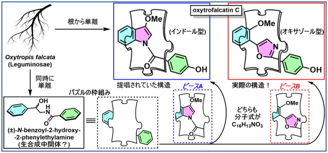 Oxytrofalcatin Cの提唱構造と実際の構造