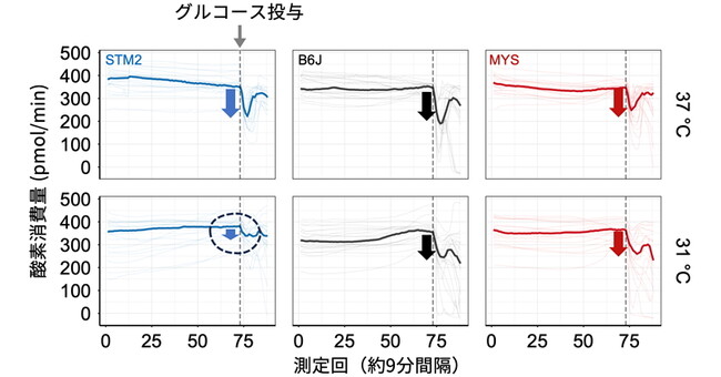 培養温度で変化する肝臓切片の代謝様式