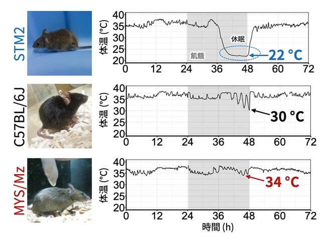 近交系マウス間で異なる飢餓性休眠の表現型