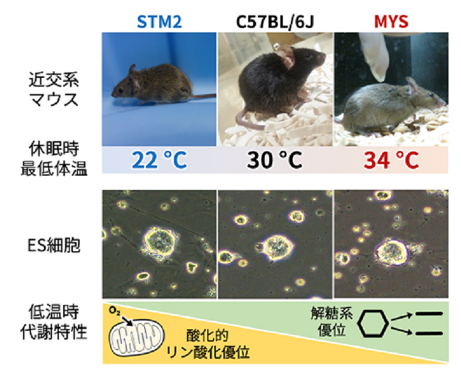 3系統のマウスの休眠時の低体温と、ES細胞の低温培養時の代謝特性の比較