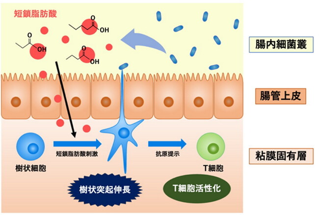 想定される短鎖脂肪酸の樹状細胞機能への作用 想定される短鎖脂肪酸の樹状細胞機能への作用