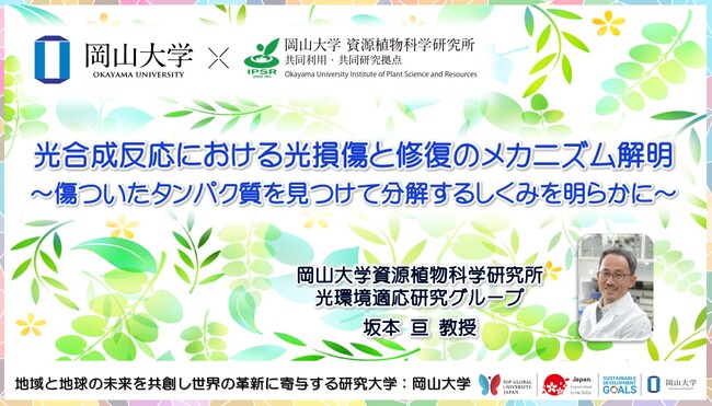 岡山大学】光合成反応における光損傷と修復のメカニズム解明 ～傷つい