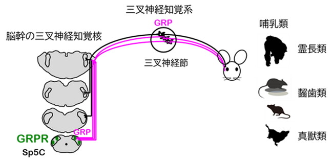 顔の知覚を伝える脳幹の三叉神経知覚核におけるガストリン放出ペプチド（GRP）とGRP受容体(GRPR)の発現部位は哺乳類で共通している